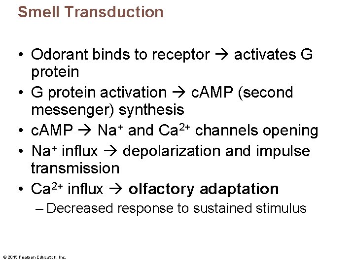 Smell Transduction • Odorant binds to receptor activates G protein • G protein activation