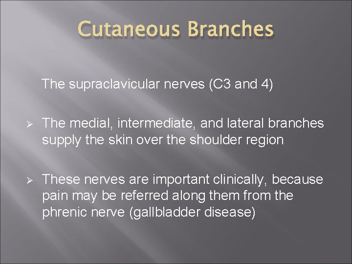 Cutaneous Branches The supraclavicular nerves (C 3 and 4) Ø The medial, intermediate, and