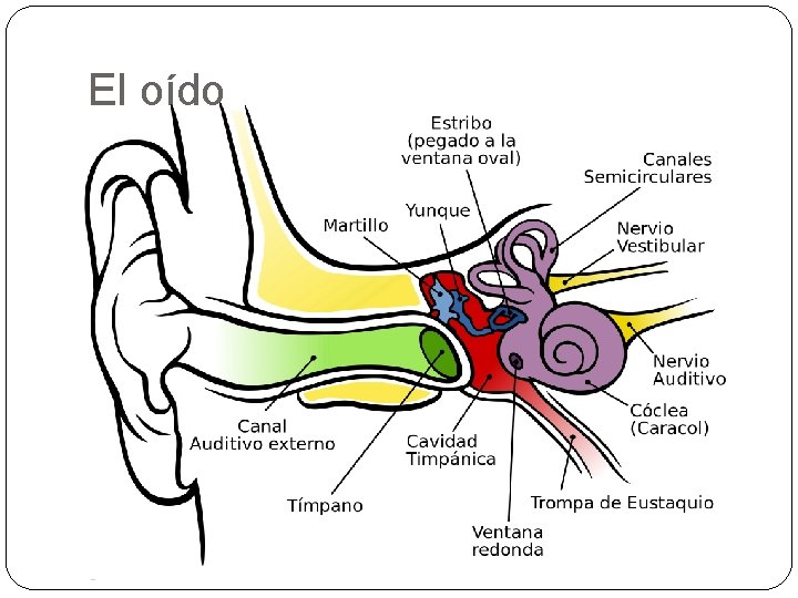 El oído 