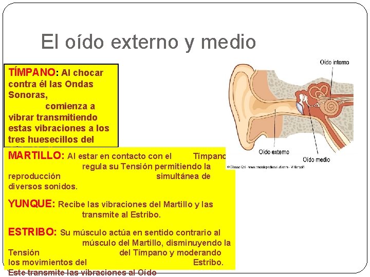 El oído externo y medio TÍMPANO: Al chocar contra él las Ondas Sonoras, comienza