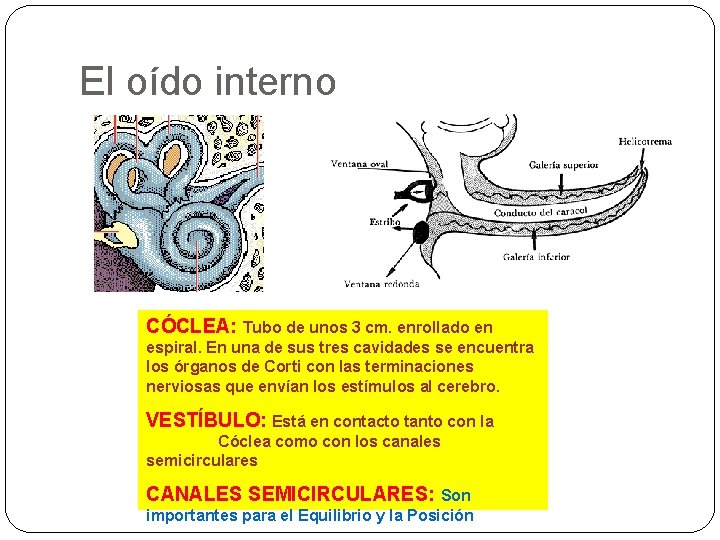 El oído interno CÓCLEA: Tubo de unos 3 cm. enrollado en espiral. En una