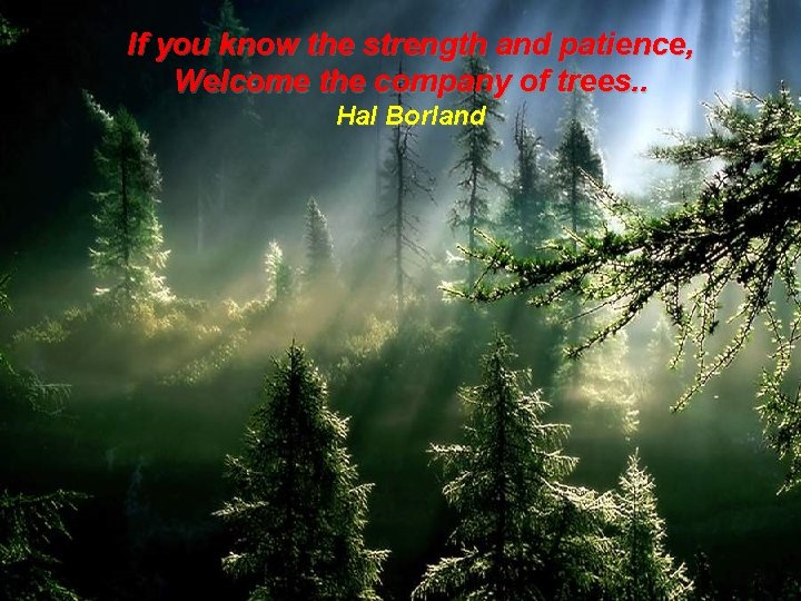 If you know the strength and patience, Welcome the company of trees. . Hal