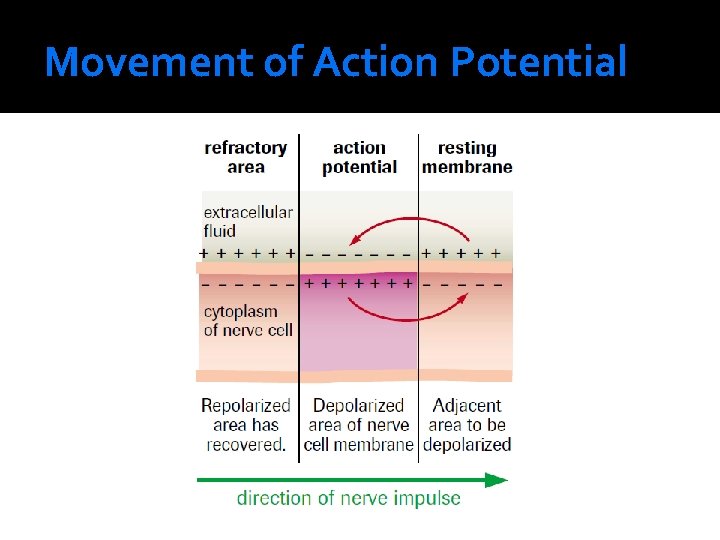 Movement of Action Potential 