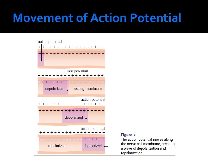 Movement of Action Potential 