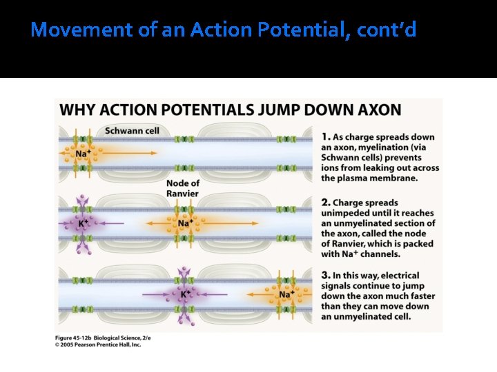 Movement of an Action Potential, cont’d 