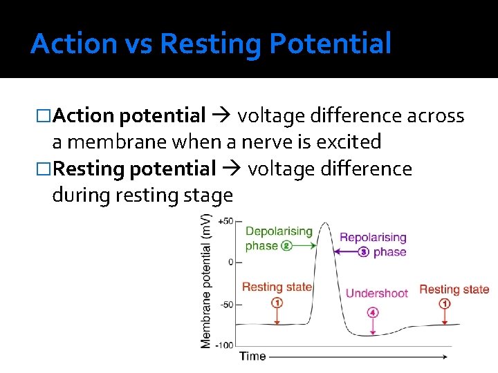 Action vs Resting Potential �Action potential voltage difference across a membrane when a nerve