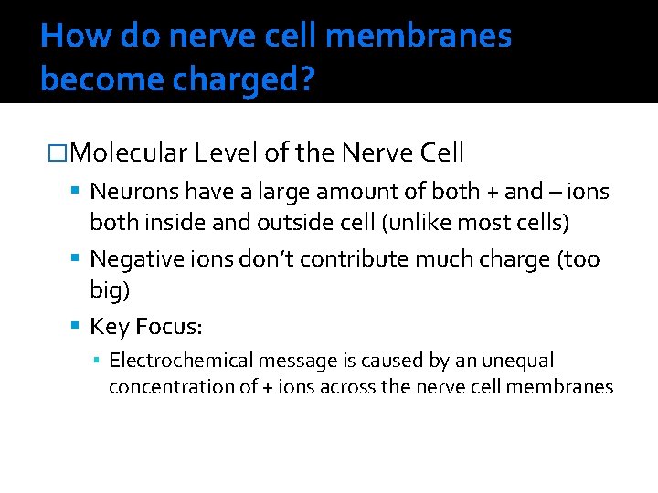 How do nerve cell membranes become charged? �Molecular Level of the Nerve Cell Neurons