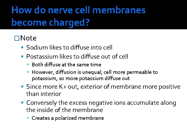 How do nerve cell membranes become charged? �Note Sodium likes to diffuse into cell