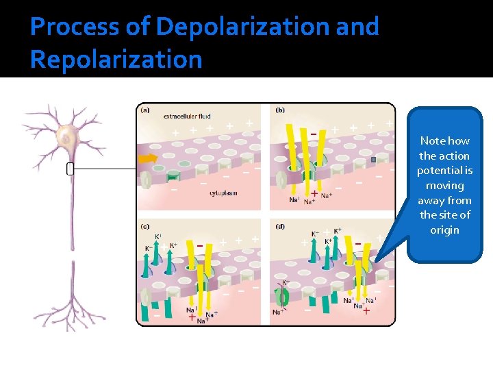 Process of Depolarization and Repolarization Note how the action potential is moving away from