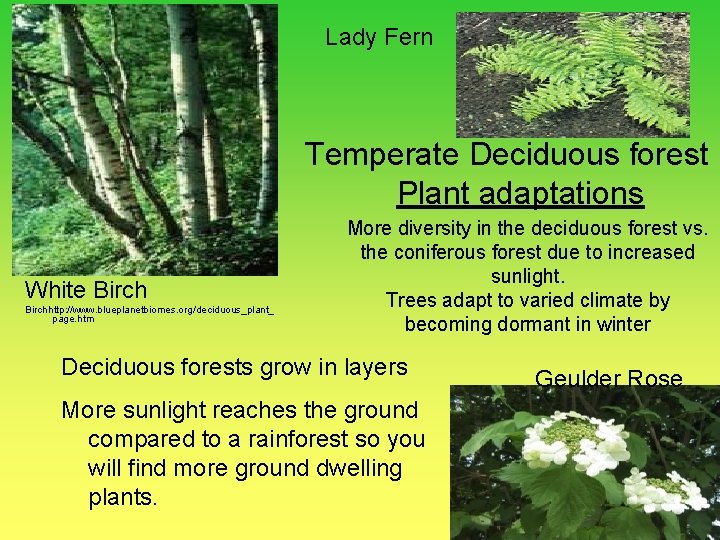 Lady Fern Temperate Deciduous forest Plant adaptations White Birchhttp: //www. blueplanetbiomes. org/deciduous_plant_ page. htm