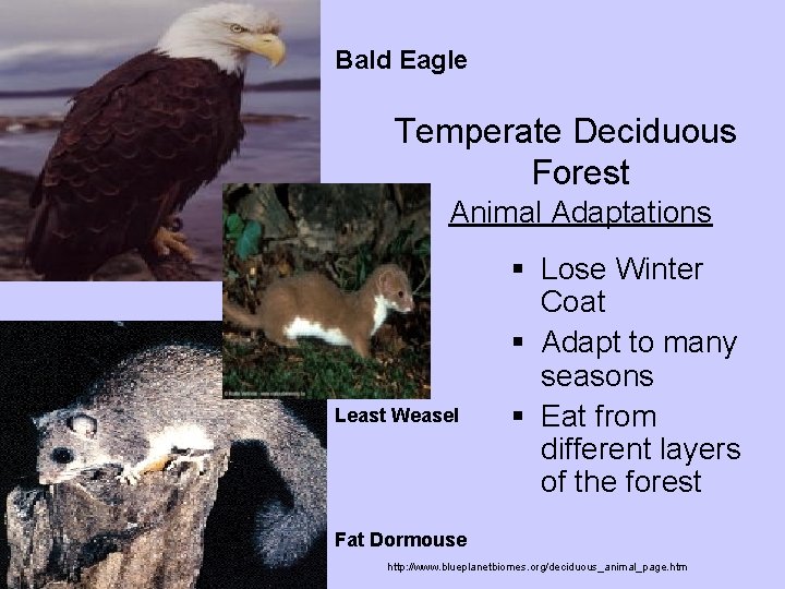 Bald Eagle Temperate Deciduous Forest Animal Adaptations Least Weasel § Lose Winter Coat §