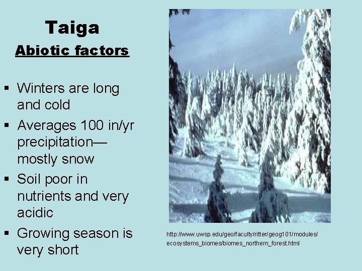 Taiga Abiotic factors § Winters are long and cold § Averages 100 in/yr precipitation—