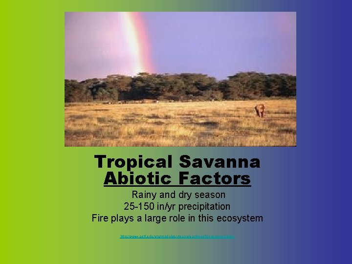 Tropical Savanna Abiotic Factors Rainy and dry season 25 -150 in/yr precipitation Fire plays Tropical Savanna Abiotic Factors Rainy and dry season 25 -150 in/yr precipitation Fire plays
