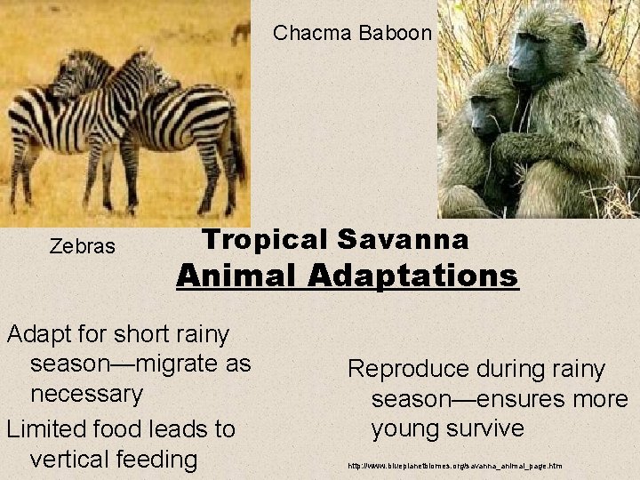 Chacma Baboon Zebras Tropical Savanna Animal Adaptations Adapt for short rainy season—migrate as necessary Chacma Baboon Zebras Tropical Savanna Animal Adaptations Adapt for short rainy season—migrate as necessary