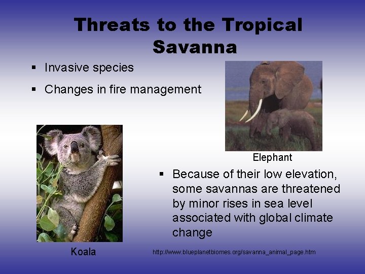 Threats to the Tropical Savanna § Invasive species § Changes in fire management Elephant Threats to the Tropical Savanna § Invasive species § Changes in fire management Elephant