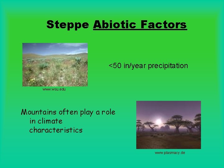 Steppe Abiotic Factors <50 in/year precipitation www. wsu. edu Mountains often play a role Steppe Abiotic Factors <50 in/year precipitation www. wsu. edu Mountains often play a role