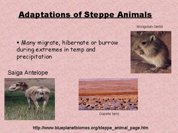 Adaptations of Steppe Animals Mongolian Gerbil § Many migrate, hibernate or burrow during extremes Adaptations of Steppe Animals Mongolian Gerbil § Many migrate, hibernate or burrow during extremes