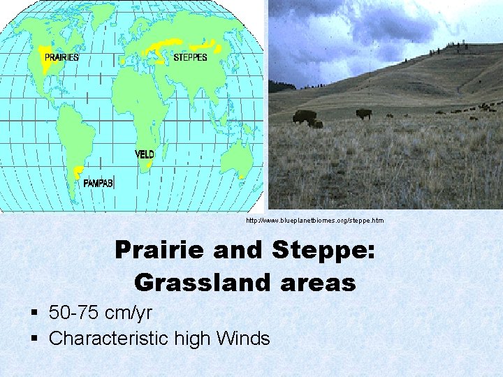 http: //www. blueplanetbiomes. org/steppe. htm Prairie and Steppe: Grassland areas § 50 -75 cm/yr