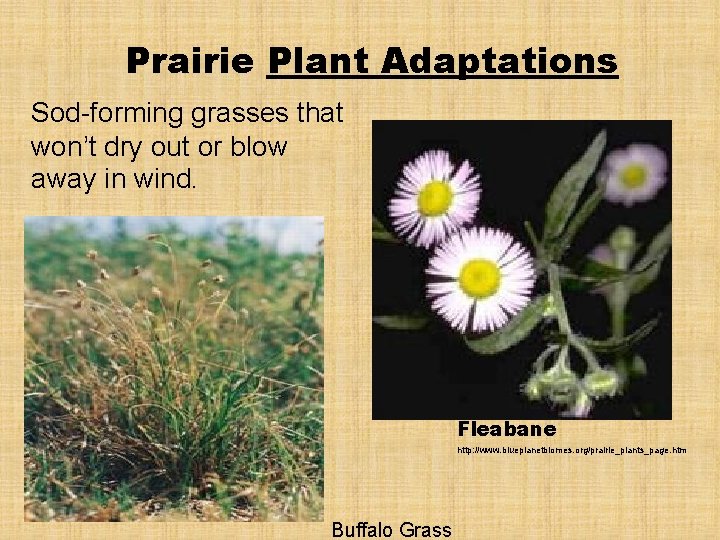 Prairie Plant Adaptations Sod-forming grasses that won’t dry out or blow away in wind. Prairie Plant Adaptations Sod-forming grasses that won’t dry out or blow away in wind.