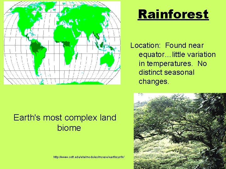 Rainforest Location: Found near equator…little variation in temperatures. No distinct seasonal changes. Earth's most
