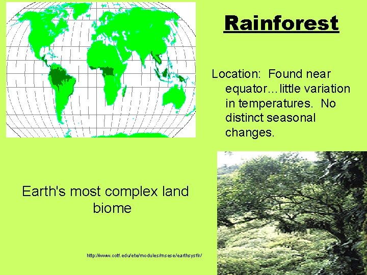 Rainforest Location: Found near equator…little variation in temperatures. No distinct seasonal changes. Earth's most Rainforest Location: Found near equator…little variation in temperatures. No distinct seasonal changes. Earth's most
