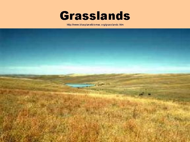 Grasslands http: //www. blueplanetbiomes. org/grasslands. htm Grasslands http: //www. blueplanetbiomes. org/grasslands. htm