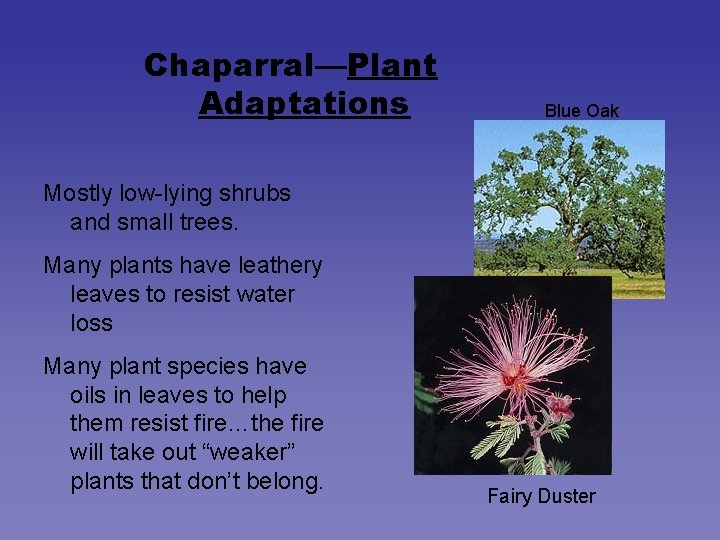 Chaparral—Plant Adaptations Blue Oak Mostly low-lying shrubs and small trees. Many plants have leathery Chaparral—Plant Adaptations Blue Oak Mostly low-lying shrubs and small trees. Many plants have leathery