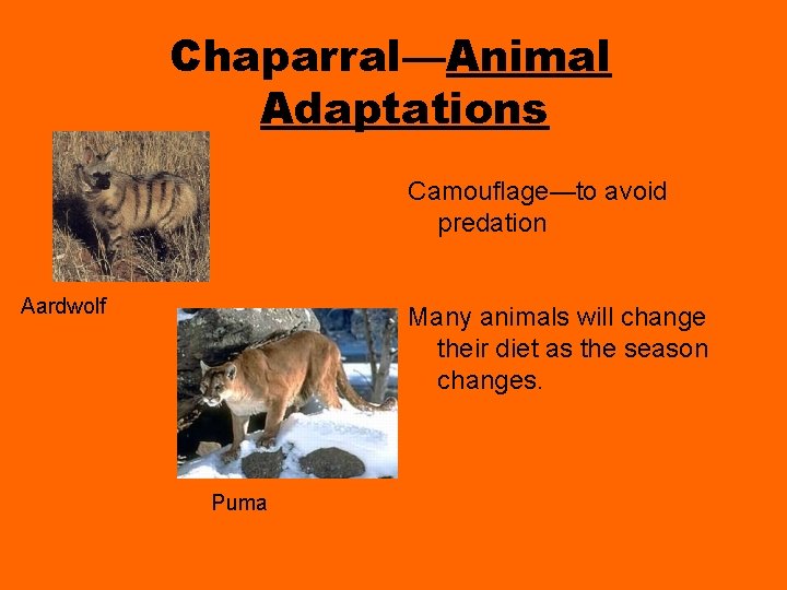 Chaparral—Animal Adaptations Camouflage—to avoid predation Aardwolf Many animals will change their diet as the Chaparral—Animal Adaptations Camouflage—to avoid predation Aardwolf Many animals will change their diet as the