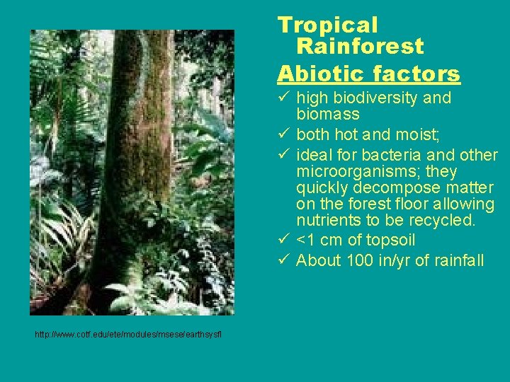Tropical Rainforest Abiotic factors ü high biodiversity and biomass ü both hot and moist; Tropical Rainforest Abiotic factors ü high biodiversity and biomass ü both hot and moist;