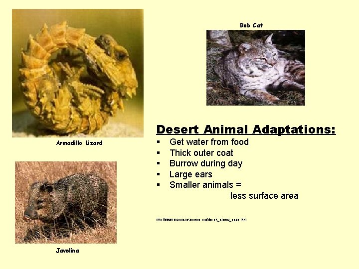 Bob Cat Desert Animal Adaptations: Armadillo Lizard § § § Get water from food Bob Cat Desert Animal Adaptations: Armadillo Lizard § § § Get water from food