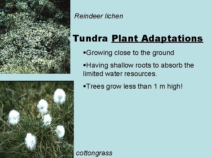 Reindeer lichen Tundra Plant Adaptations §Growing close to the ground §Having shallow roots to Reindeer lichen Tundra Plant Adaptations §Growing close to the ground §Having shallow roots to