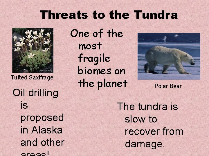 Threats to the Tundra Tufted Saxifrage Oil drilling is proposed in Alaska and other Threats to the Tundra Tufted Saxifrage Oil drilling is proposed in Alaska and other