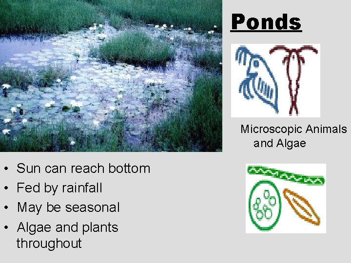 Ponds Microscopic Animals and Algae • • Sun can reach bottom Fed by rainfall Ponds Microscopic Animals and Algae • • Sun can reach bottom Fed by rainfall