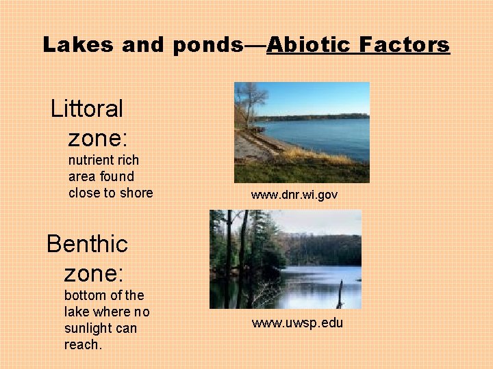 Lakes and ponds—Abiotic Factors Littoral zone: nutrient rich area found close to shore www.