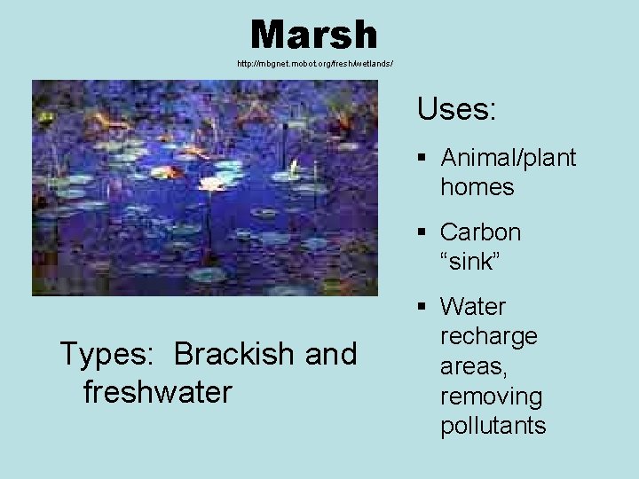 Marsh http: //mbgnet. mobot. org/fresh/wetlands/ Uses: § Animal/plant homes § Carbon “sink” Types: Brackish Marsh http: //mbgnet. mobot. org/fresh/wetlands/ Uses: § Animal/plant homes § Carbon “sink” Types: Brackish