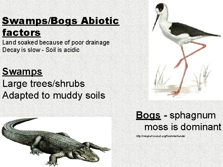 Swamps/Bogs Abiotic factors Land soaked because of poor drainage Decay is slow - Soil Swamps/Bogs Abiotic factors Land soaked because of poor drainage Decay is slow - Soil