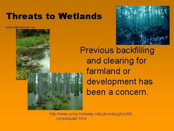 Threats to Wetlands www. kathimitchell. com Previous backfilling and clearing for farmland or development Threats to Wetlands www. kathimitchell. com Previous backfilling and clearing for farmland or development