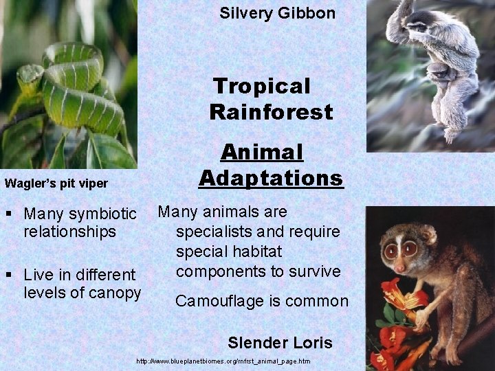 Silvery Gibbon Tropical Rainforest Animal Adaptations Wagler’s pit viper § Many symbiotic relationships § Silvery Gibbon Tropical Rainforest Animal Adaptations Wagler’s pit viper § Many symbiotic relationships §