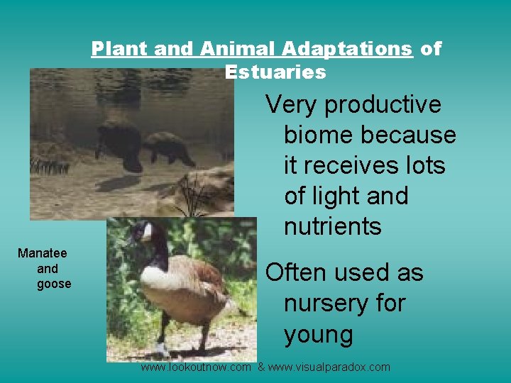 Plant and Animal Adaptations of Estuaries Very productive biome because it receives lots of