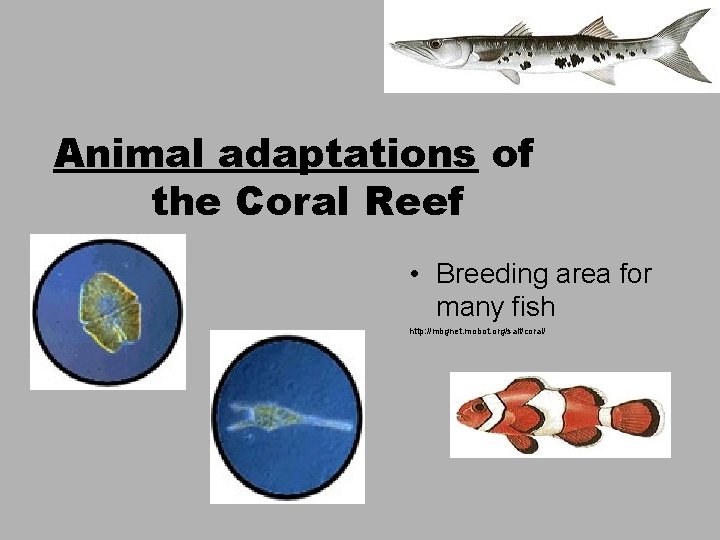 Animal adaptations of the Coral Reef • Breeding area for many fish http: //mbgnet.