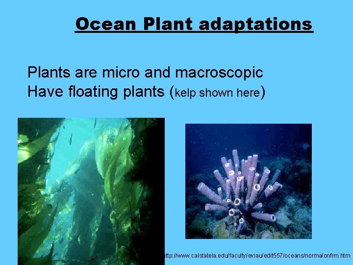 Ocean Plant adaptations Plants are micro and macroscopic Have floating plants (kelp shown here) Ocean Plant adaptations Plants are micro and macroscopic Have floating plants (kelp shown here)