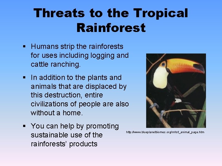 Threats to the Tropical Rainforest § Humans strip the rainforests for uses including logging Threats to the Tropical Rainforest § Humans strip the rainforests for uses including logging