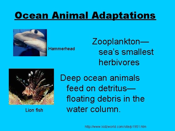 Ocean Animal Adaptations Hammerhead Lion fish Zooplankton— sea’s smallest herbivores Deep ocean animals feed Ocean Animal Adaptations Hammerhead Lion fish Zooplankton— sea’s smallest herbivores Deep ocean animals feed