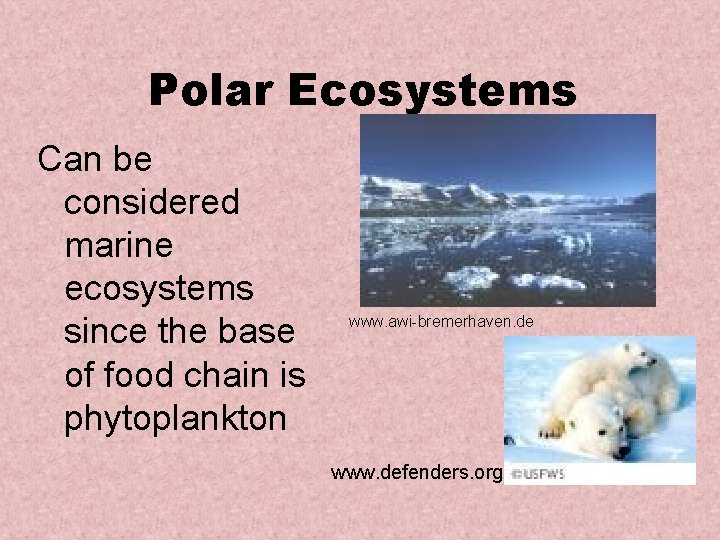 Polar Ecosystems Can be considered marine ecosystems since the base of food chain is Polar Ecosystems Can be considered marine ecosystems since the base of food chain is
