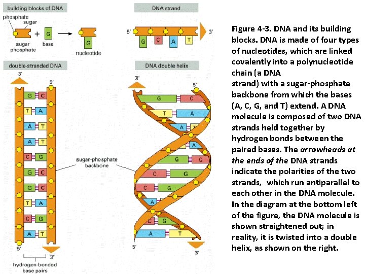 Figure 4 -3. DNA and its building blocks. DNA is made of four types