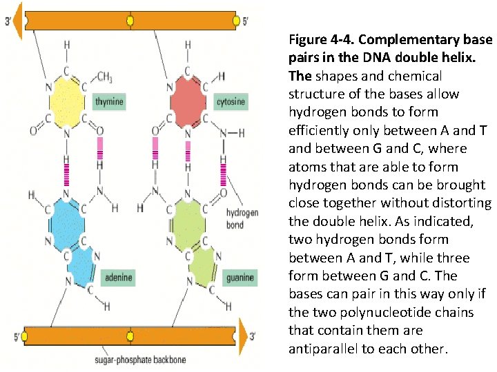 Figure 4 -4. Complementary base pairs in the DNA double helix. The shapes and