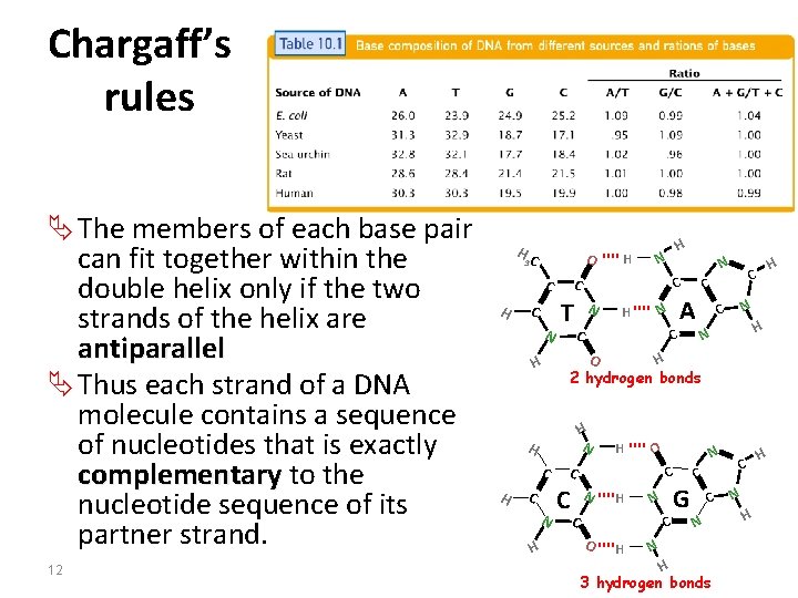 Chargaff’s rules Ä The members of each base pair can fit together within the