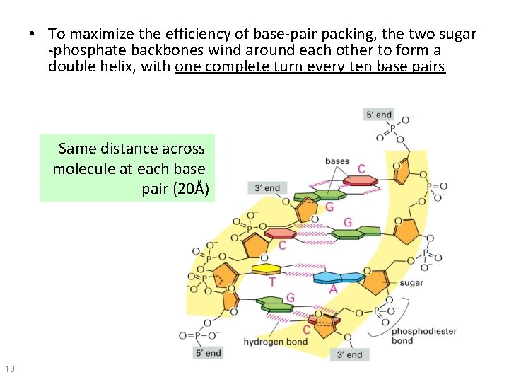  • To maximize the efficiency of base-pair packing, the two sugar -phosphate backbones