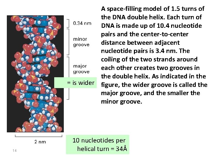A space-filling model of 1. 5 turns of the DNA double helix. Each turn
