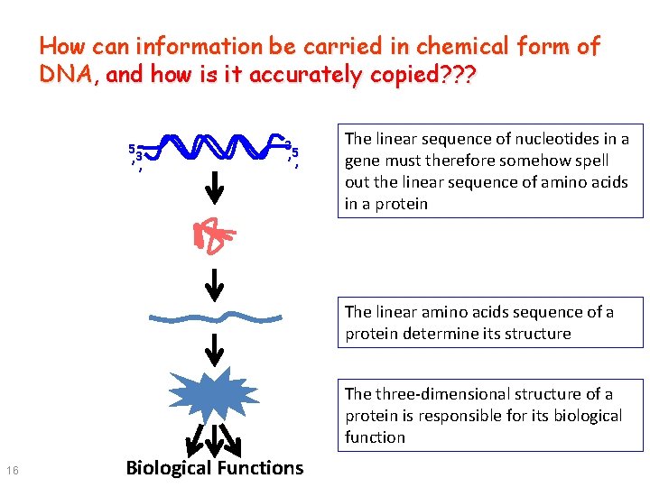 How can information be carried in chemical form of DNA, and how is it